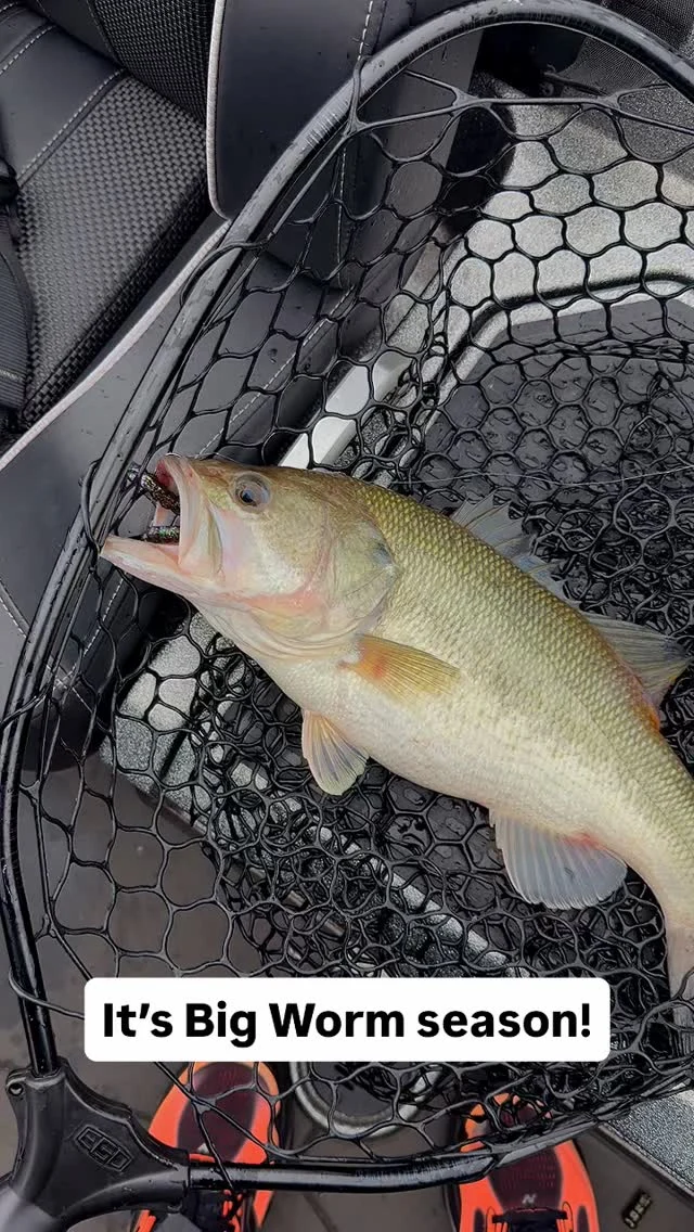 culling box good fish from bad Accu Cull System Weight Recorder - Easy Fish Weight Scale Recorder w/Secure Dials Lock - Rust Resistant Fishing Equipment DD26 Fishing Cull ID Tags were developed in collaboration with Major League Fishing Pro Badfish Striper Tackle Box